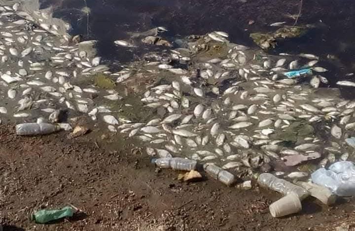 الصحة تعلن نتائج الفحص الشامل لمياه بحيرة خور موسى باشا بوادي حلفا